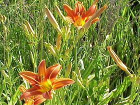 day lily